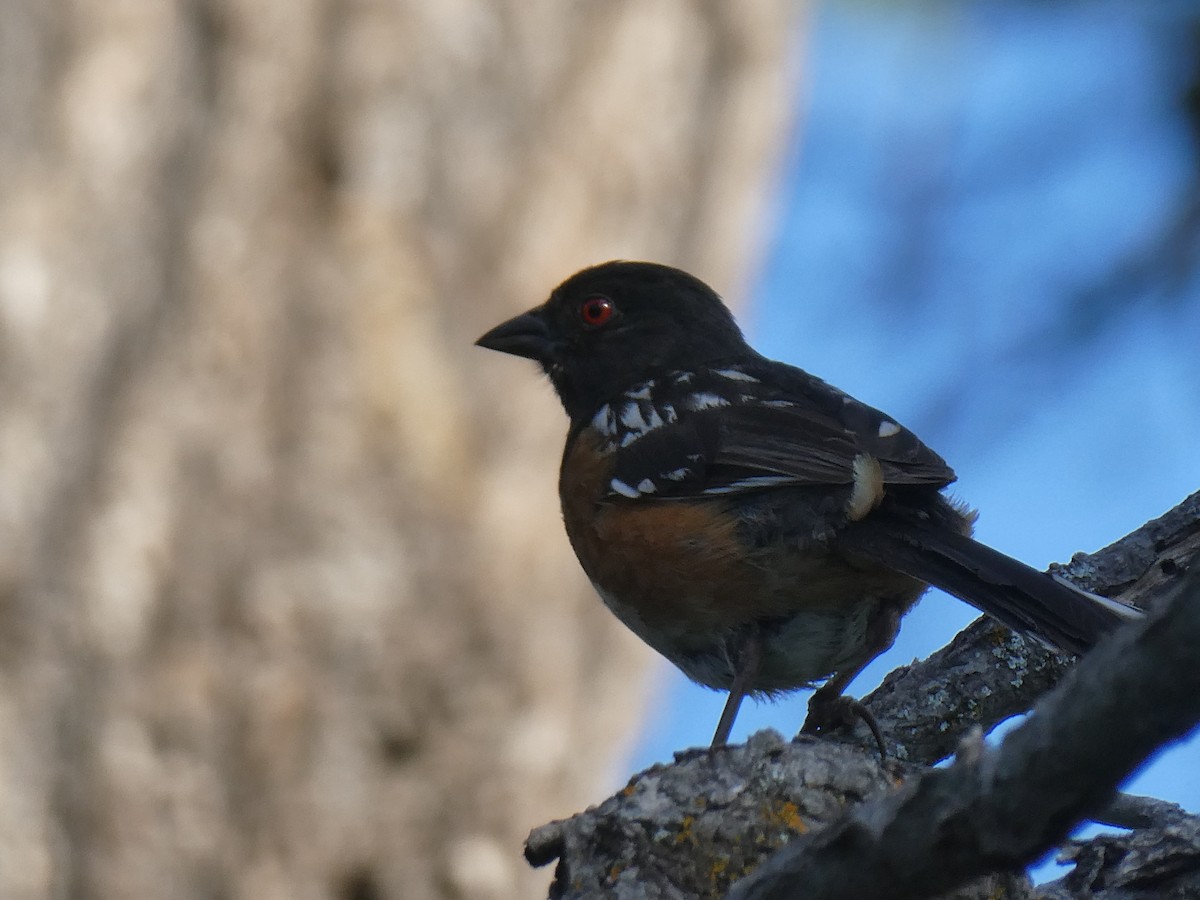 Spotted Towhee - ML361296761
