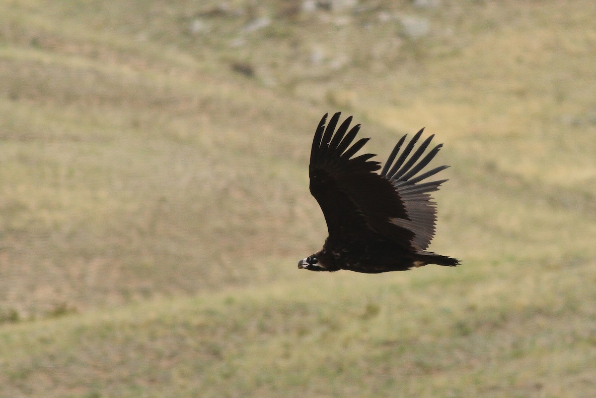 Cinereous Vulture - ML36130031