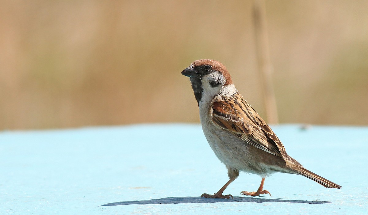 Eurasian Tree Sparrow - Jeremiah Trimble