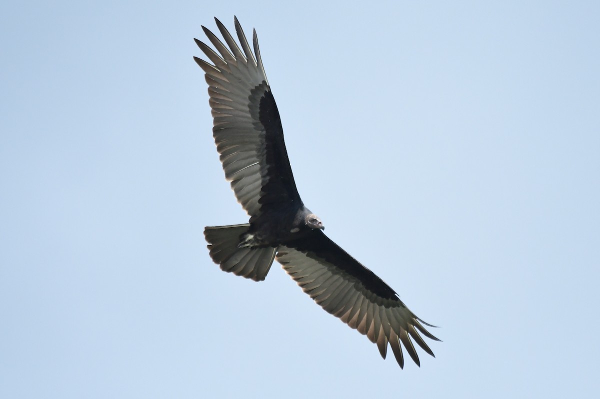 new world vulture sp. - Miguel Arribas Tiemblo