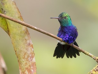  - Violet-bellied Hummingbird
