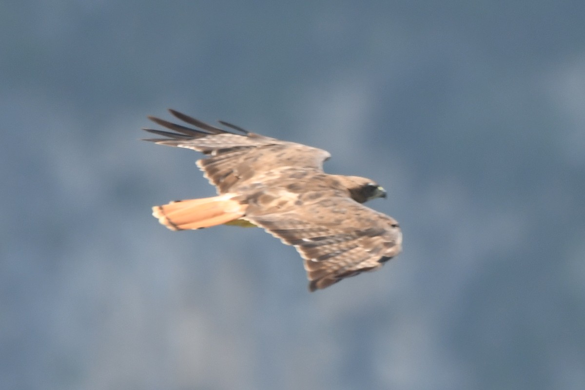Red-tailed Hawk - Miguel Arribas Tiemblo