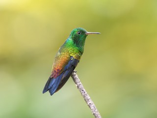  - Copper-rumped Hummingbird
