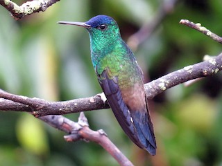  - Indigo-capped Hummingbird