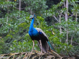 Indian Peafowl, ML361305701