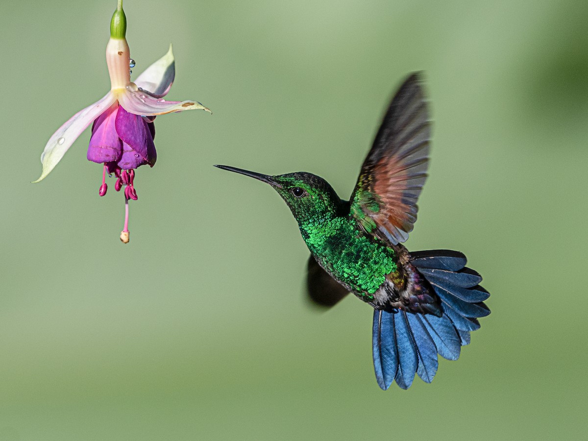 SUNDINISTA EXPERIENCEハミングバード フットボールシャツ