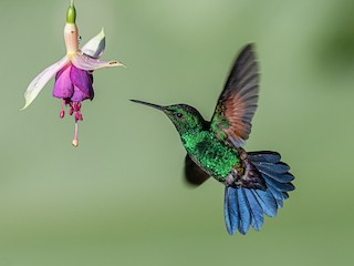  - Blue-tailed Hummingbird