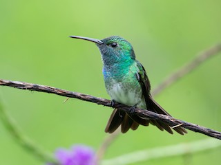  - Mangrove Hummingbird