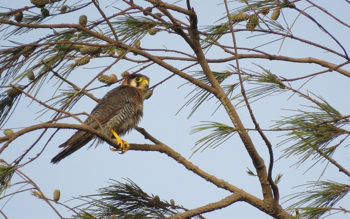 Red-necked Falcon - ML361311241