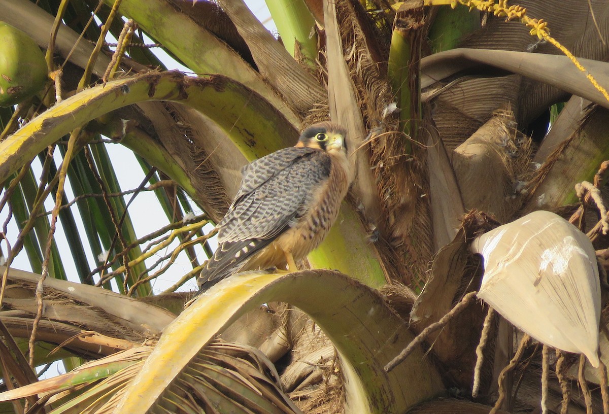 Red-necked Falcon - ML361311251