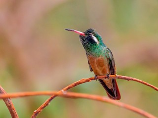 Xantus's Hummingbird - Basilinna xantusii - Birds of the World