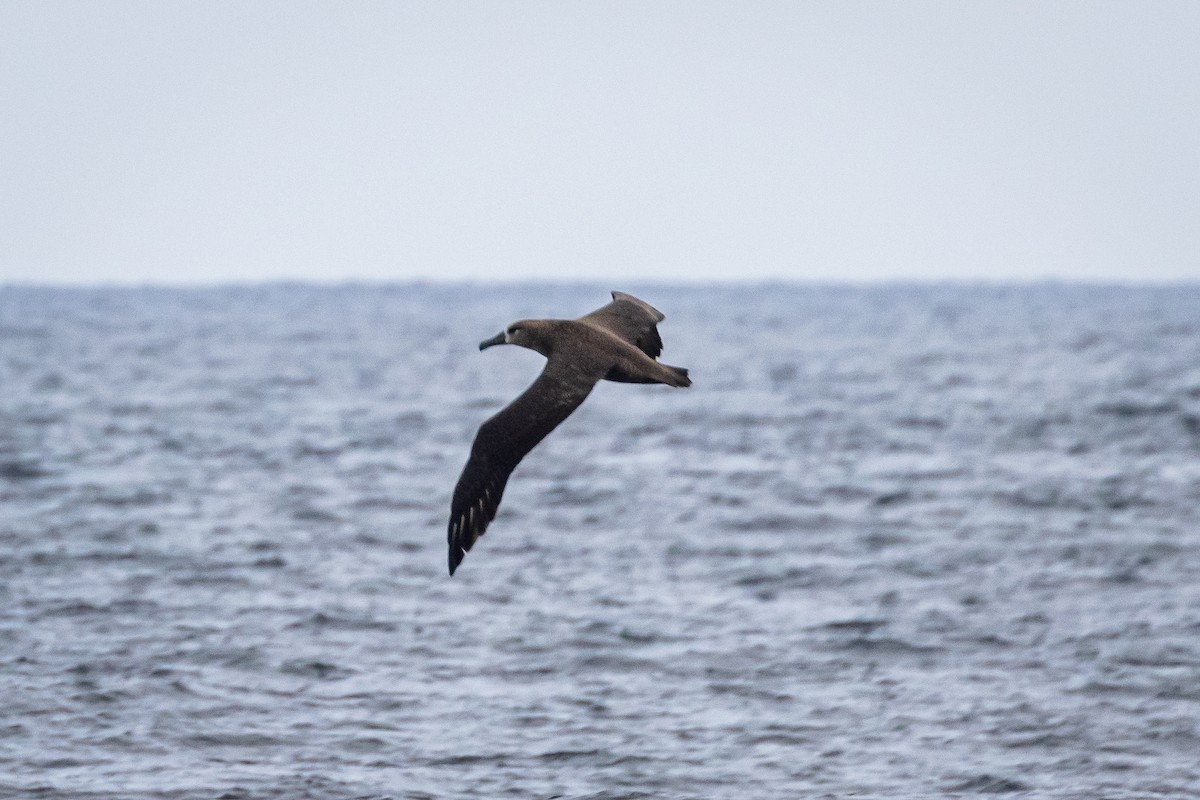 Black-footed Albatross - Joe Bevins