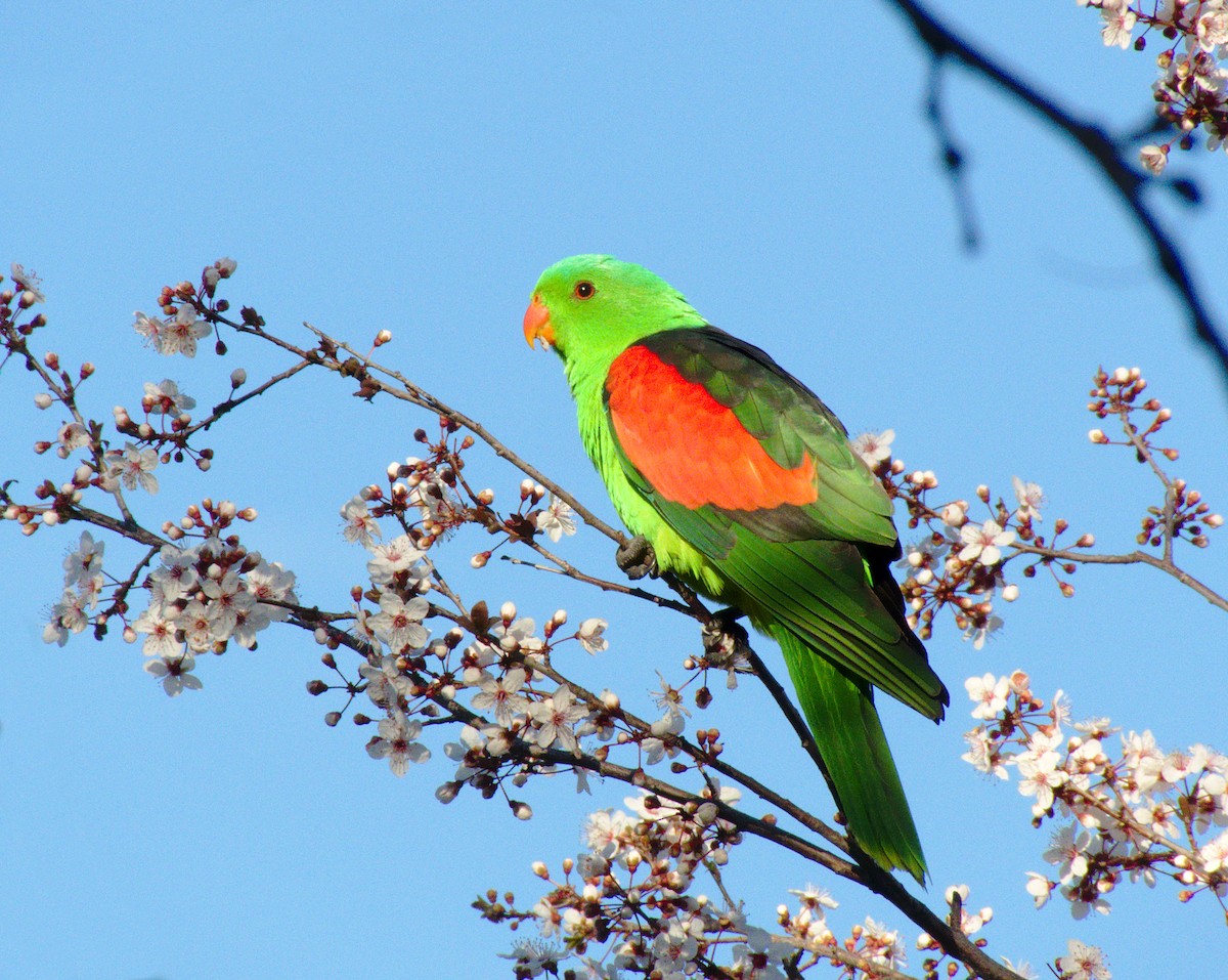 Red-winged Parrot - Kent Warner