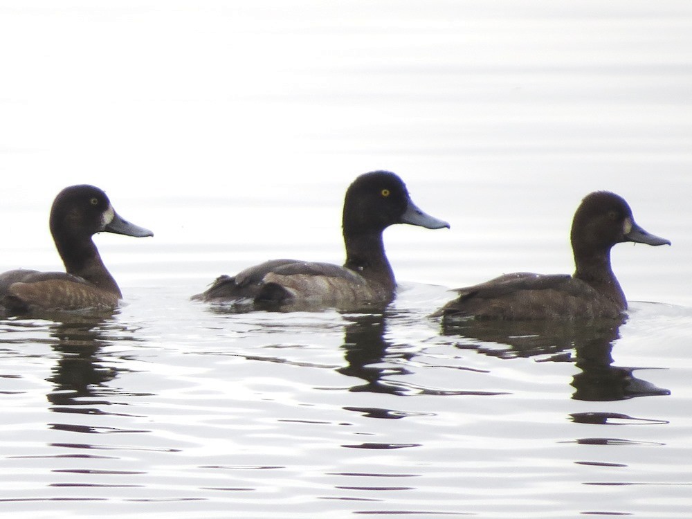 Greater Scaup - ML36131821