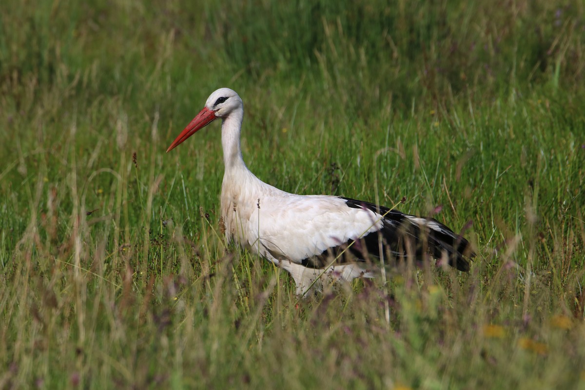 White Stork - Johannes Hogrefe