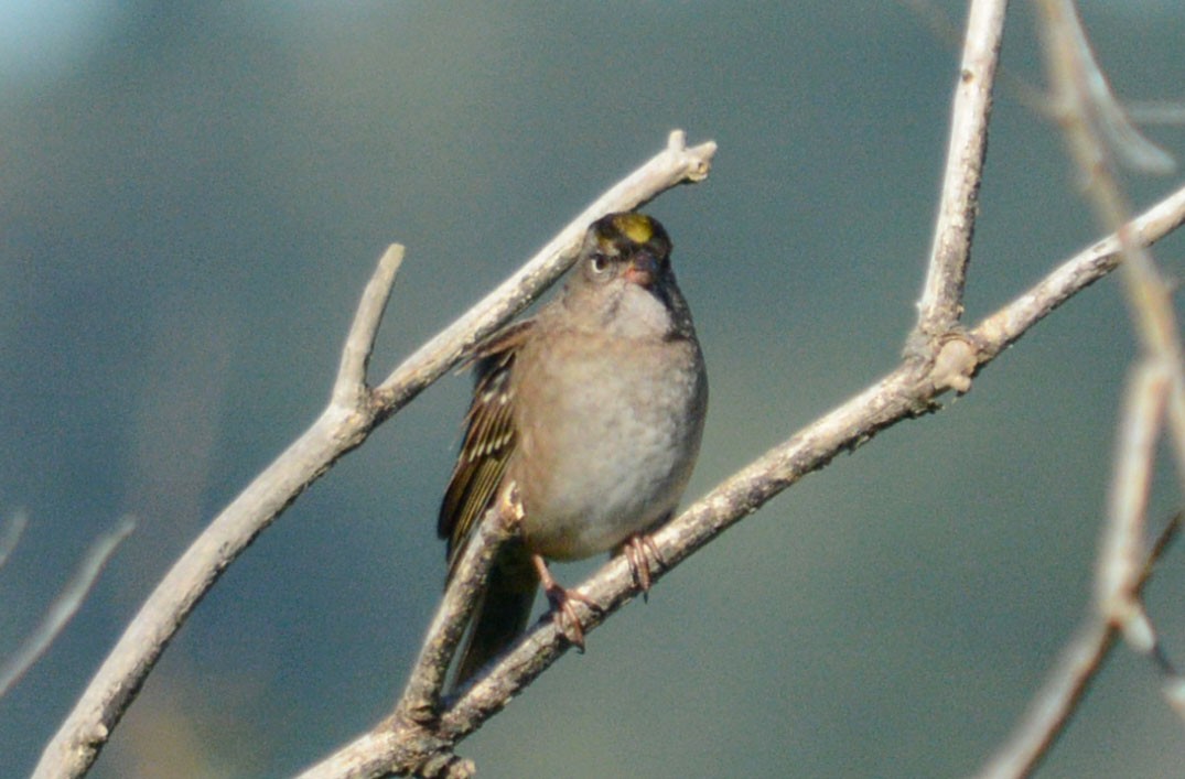 Golden-crowned Sparrow - Hal Robins