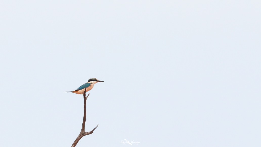 Red-backed Kingfisher - ML361325811