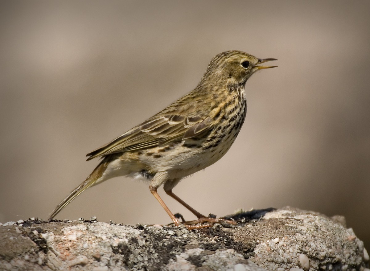 Meadow Pipit - ML361326681