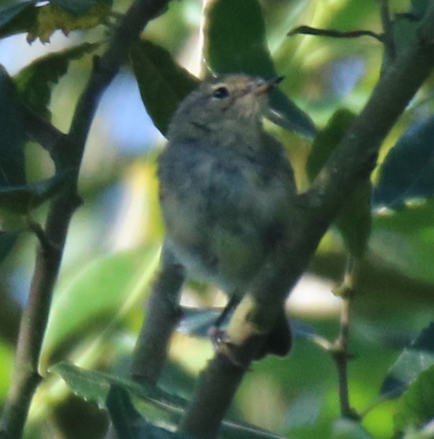 passerine sp.