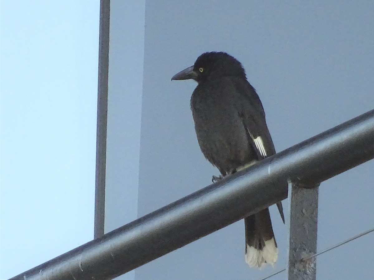 Pied Currawong - ML361328961