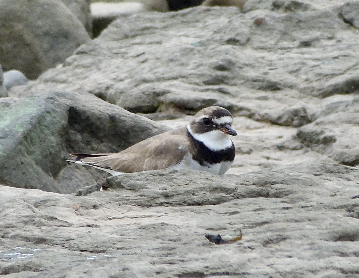 Common Ringed Plover - ML361329901