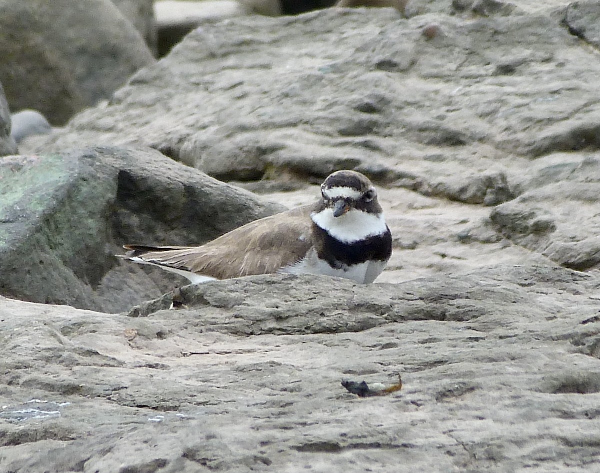 Common Ringed Plover - ML361329961