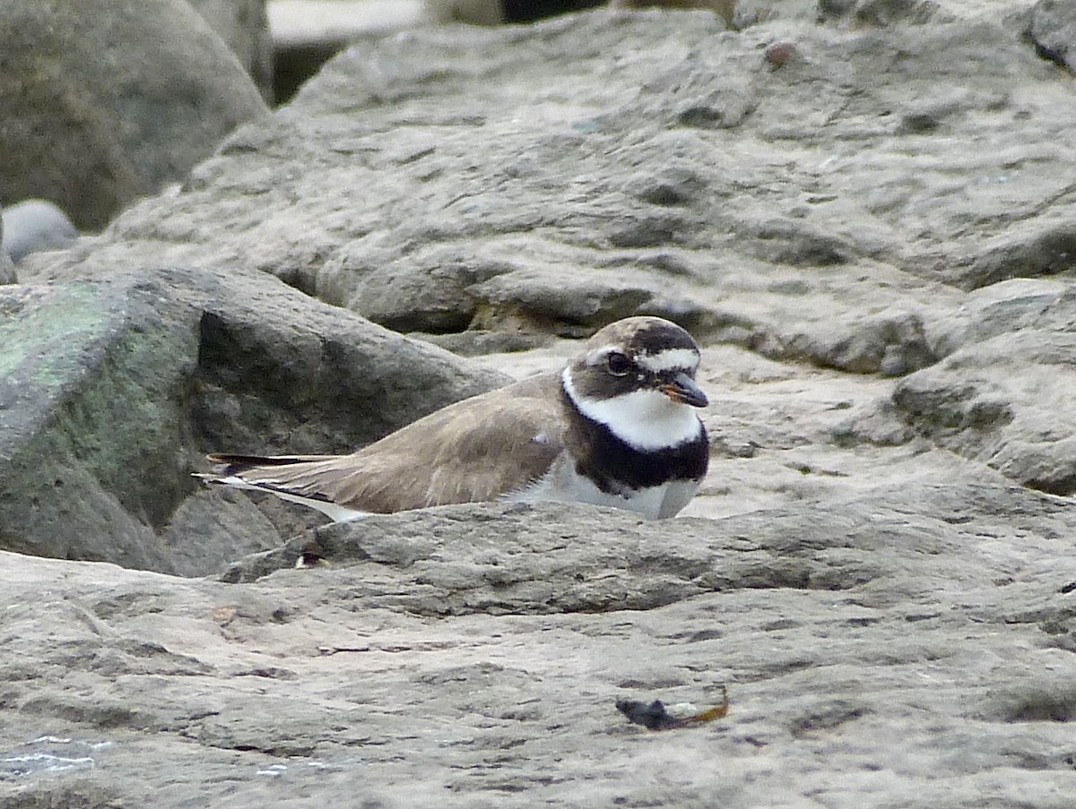 Common Ringed Plover - ML361330051