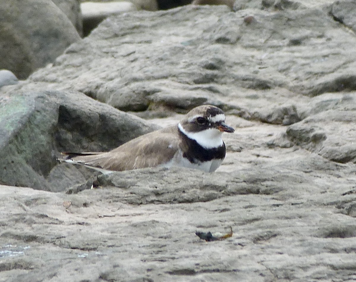 Common Ringed Plover - ML361330171