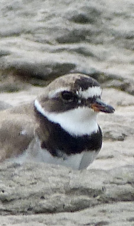 Common Ringed Plover - ML361330261