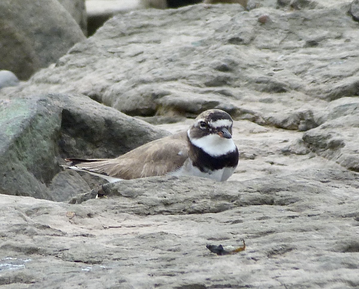 Common Ringed Plover - ML361330301