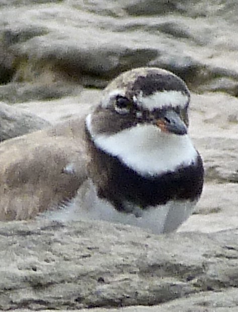 Common Ringed Plover - ML361330311