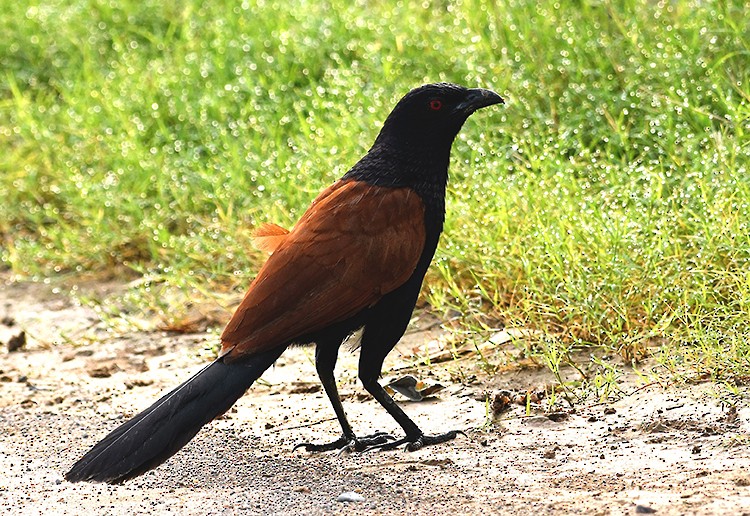 Greater Coucal - ML361330631