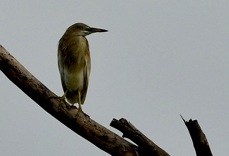 Indian Pond-Heron - Subhash Sapru
