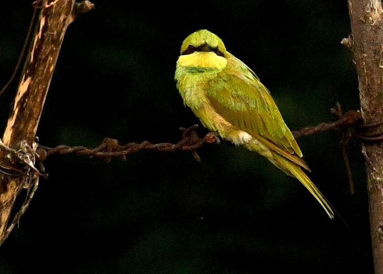 Asian Green Bee-eater - ML361330761
