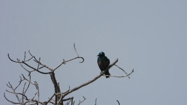 Lesser Blue-eared Starling (Miombo) - ML361335081