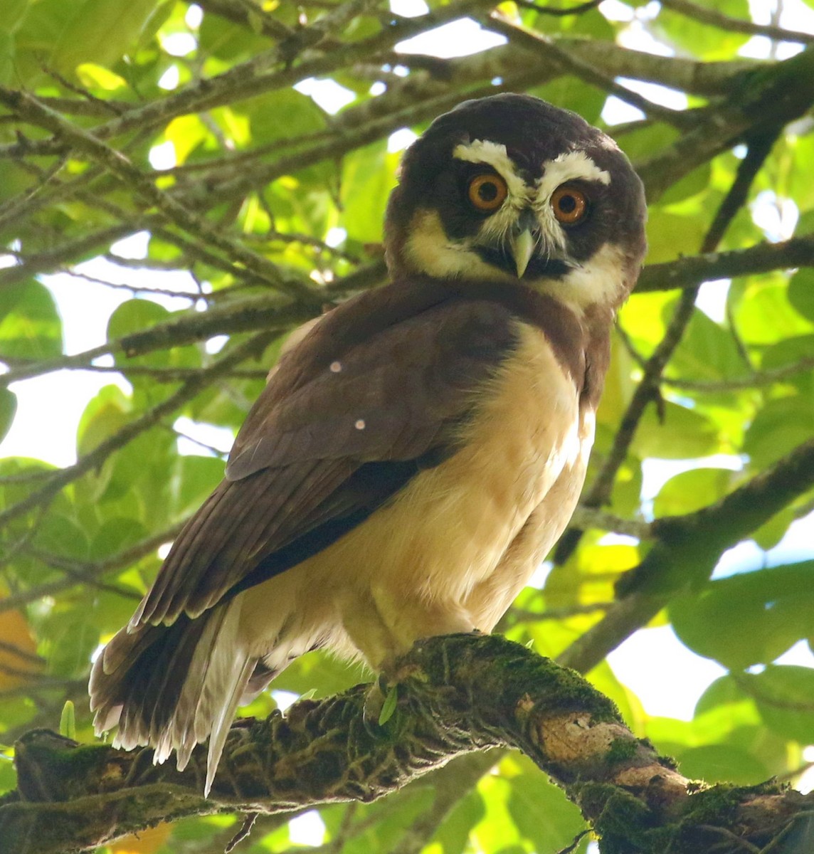 Spectacled Owl - ML361339771