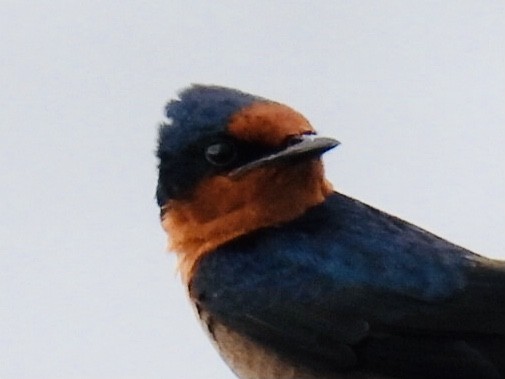 Pacific Swallow - ML361340251