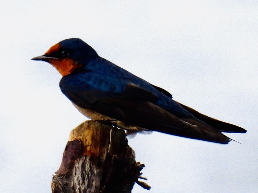 Pacific Swallow - ML361340291