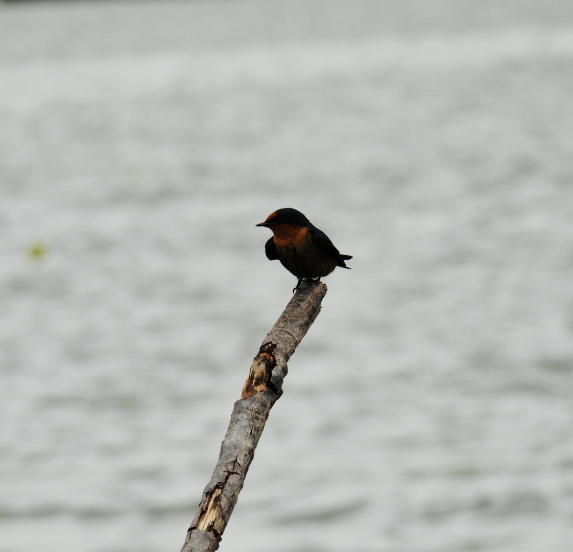 Pacific Swallow - Mayumi Green