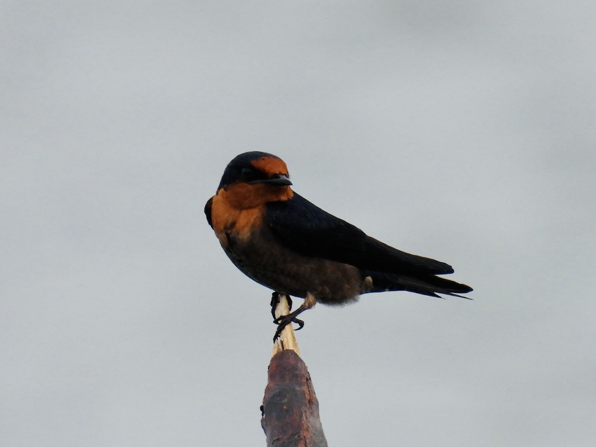Pacific Swallow - ML361340331
