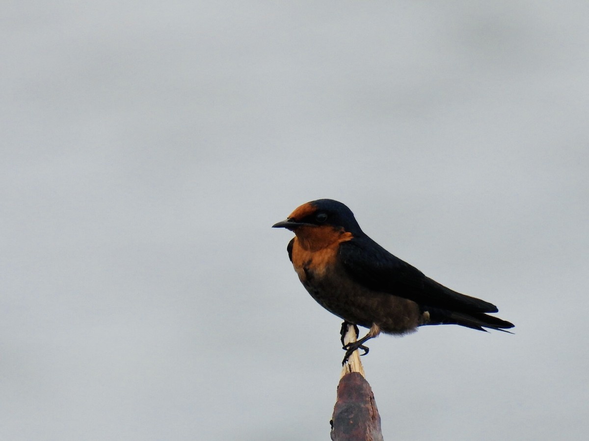 Pacific Swallow - ML361340341