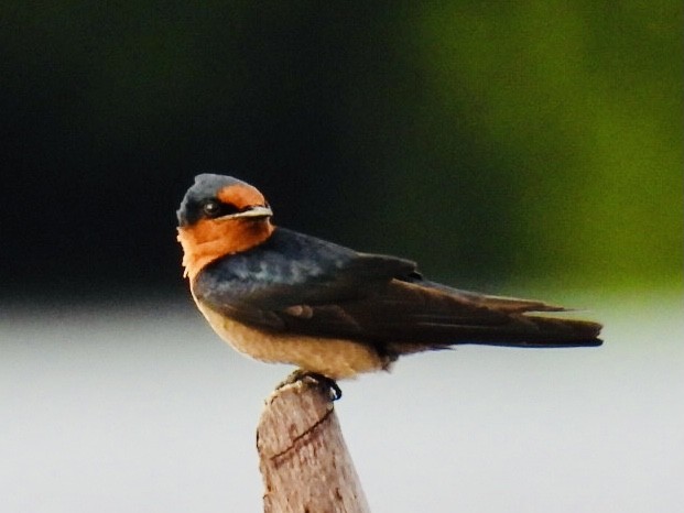 Pacific Swallow - ML361340381