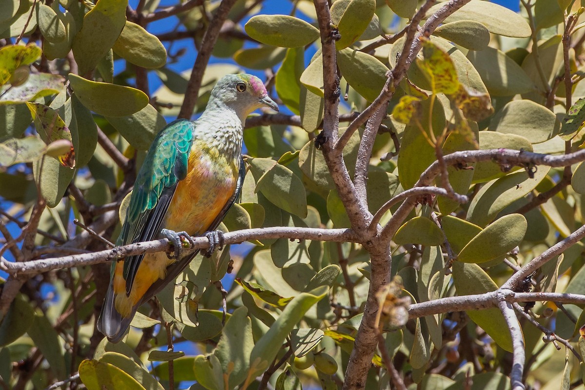 Rose-crowned Fruit-Dove - ML361343661