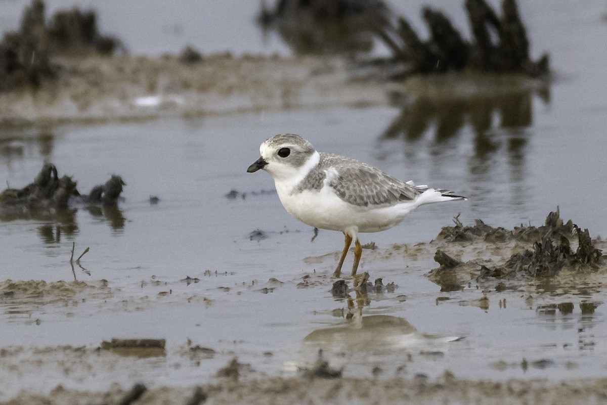 Piping Plover - Steven Warmack