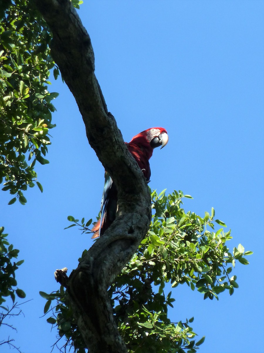 Red-and-green Macaw - ML361345171