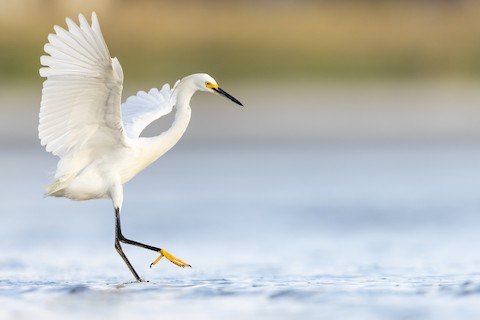 Snowy Egret - Egretta thula - NatureWorks