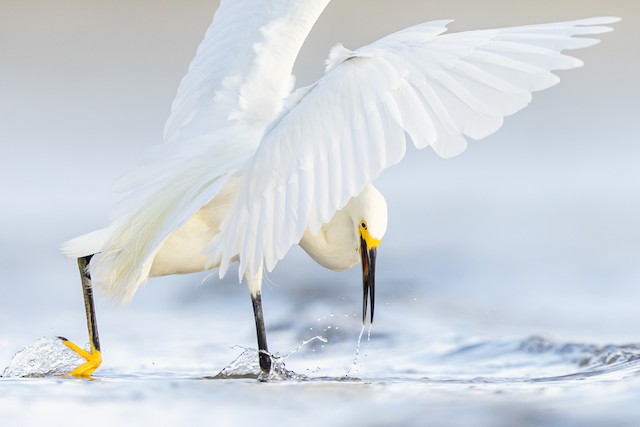 Snowy Egret - Egretta thula - NatureWorks