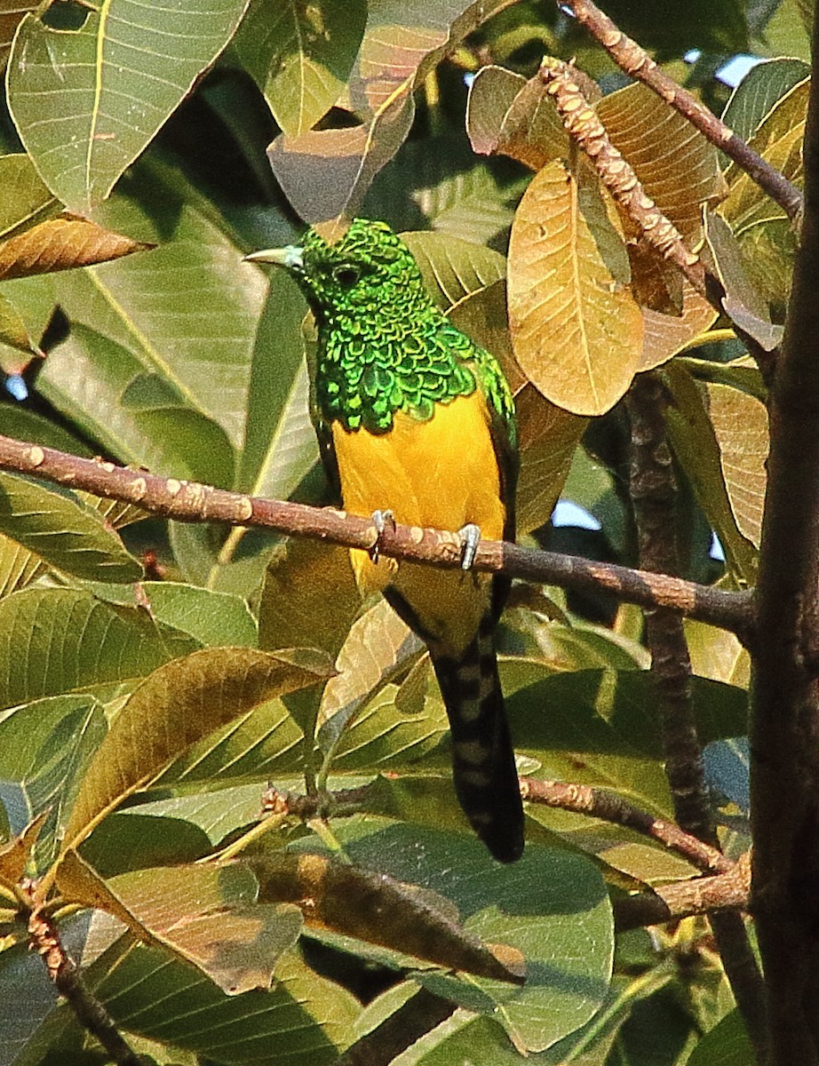 African Emerald Cuckoo - Brian Cox