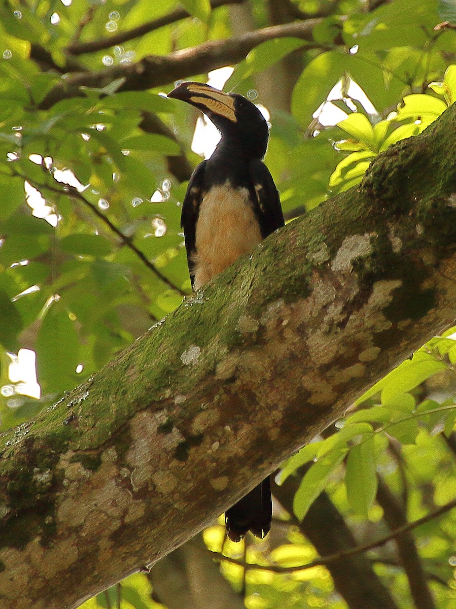 Congo Pied Hornbill - ML361347461