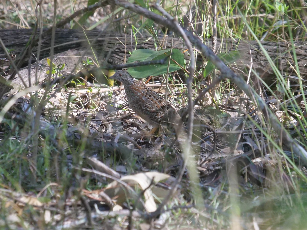 Painted Buttonquail - ML361347951